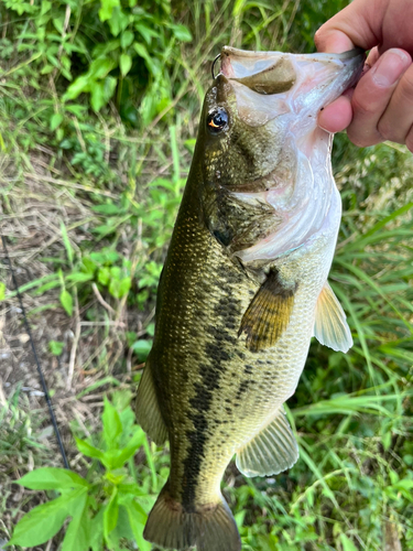 ラージマウスバスの釣果