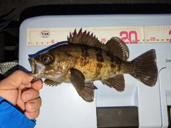 シロメバルの釣果