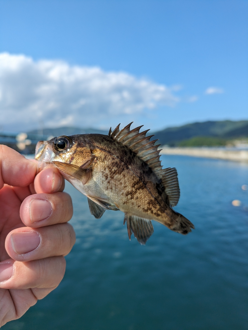 シロメバル