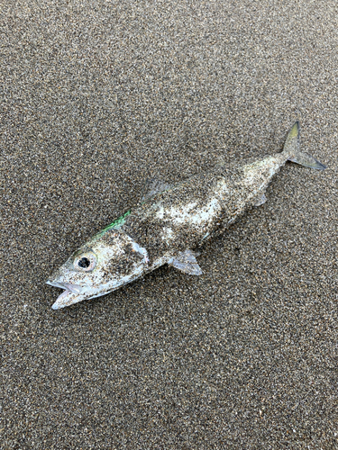 サバの釣果