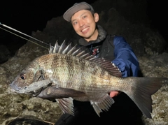 クロダイの釣果