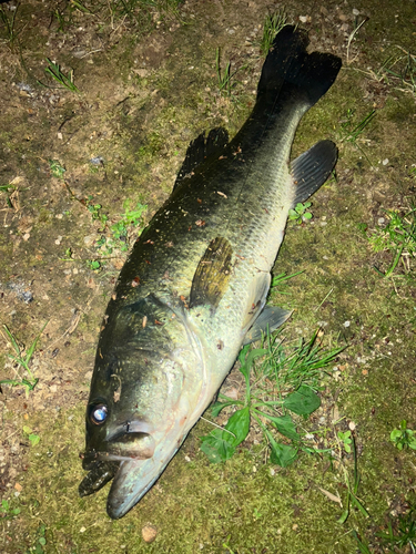 ブラックバスの釣果