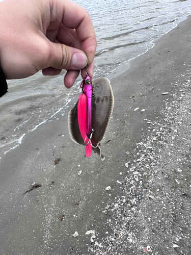 シタビラメの釣果