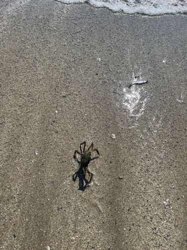 モクズガニの釣果