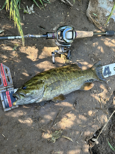 スモールマウスバスの釣果