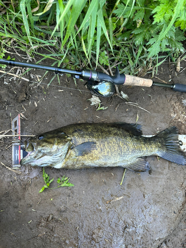 スモールマウスバスの釣果