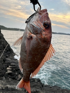 マダイの釣果