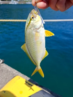 カンパチの釣果