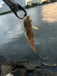 マハゼの釣果