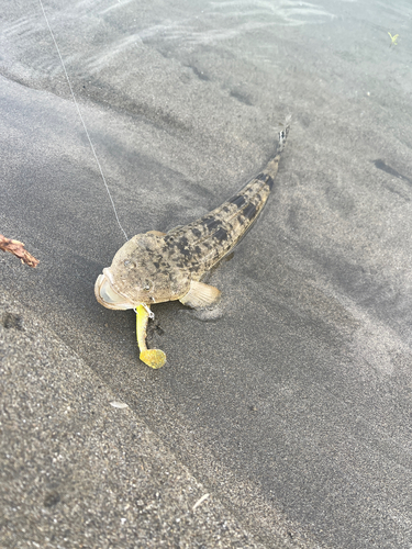 マゴチの釣果