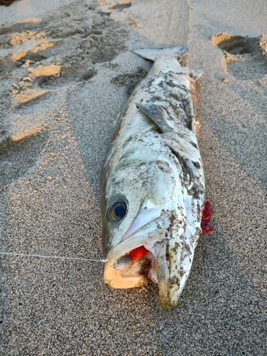 スズキの釣果