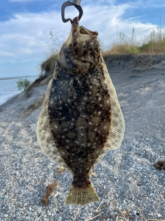 ヒラメの釣果