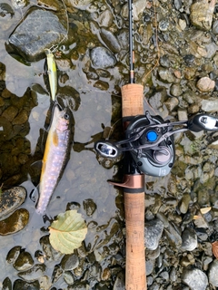 イワナの釣果