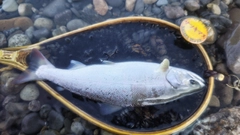 サツキマスの釣果