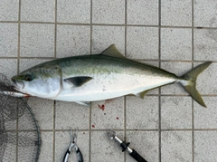 ブリの釣果