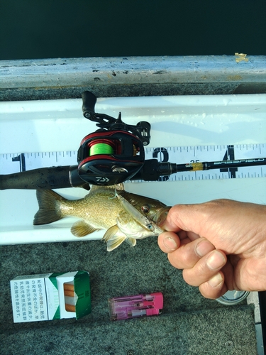 スモールマウスバスの釣果