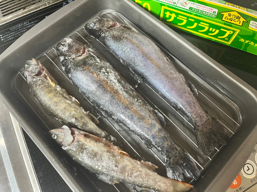 ニジマスの釣果