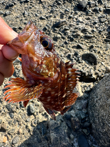 ガシラの釣果