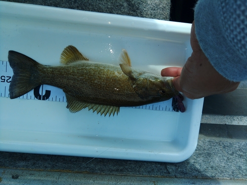 スモールマウスバスの釣果