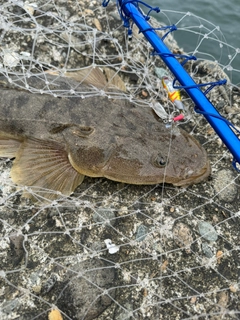 マゴチの釣果