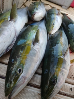 ハマチの釣果