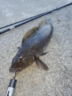 アイナメの釣果