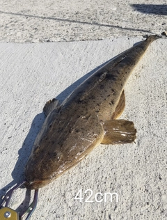 マゴチの釣果