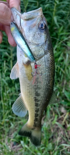 ブラックバスの釣果