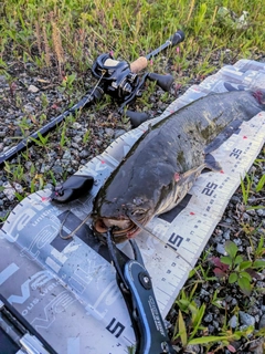 ナマズの釣果