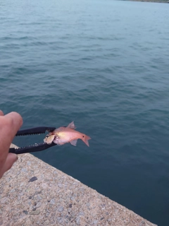 ネンブツダイの釣果