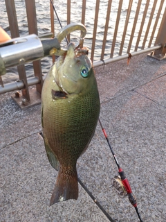 メジナの釣果