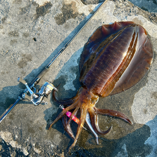 アオリイカの釣果