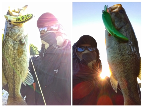 ブラックバスの釣果