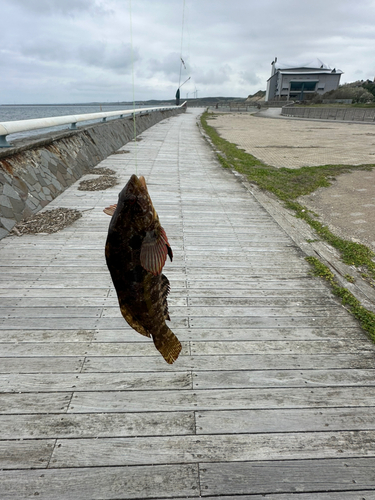 ソイの釣果