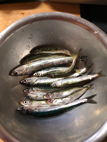 イワシの釣果