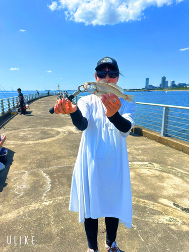 イシモチの釣果