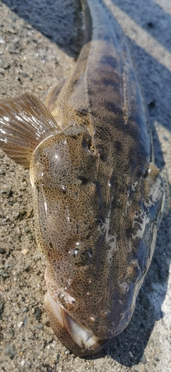 マゴチの釣果