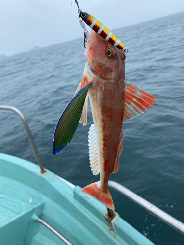 ホウボウの釣果