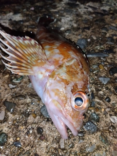 カサゴの釣果