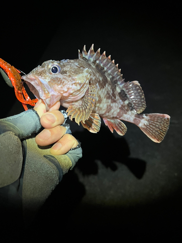 カサゴの釣果