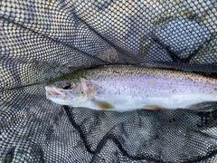 ブラウントラウトの釣果
