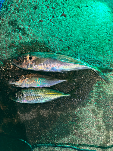 アジの釣果