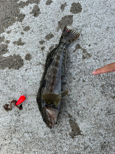 アイナメの釣果