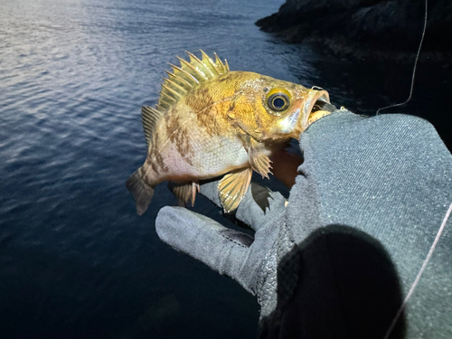 メバルの釣果