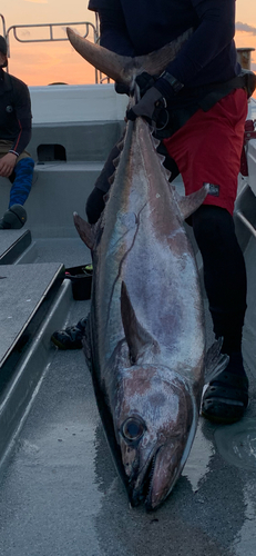 イソマグロの釣果