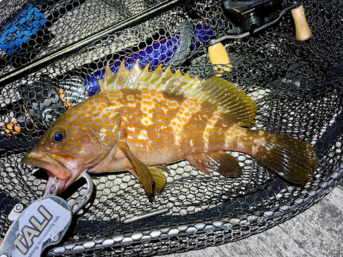 アコウの釣果