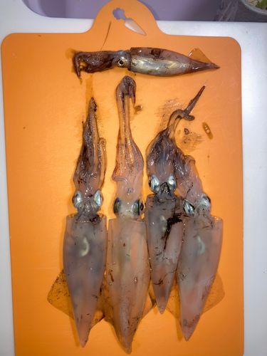 イカの釣果