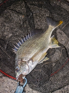 キビレの釣果