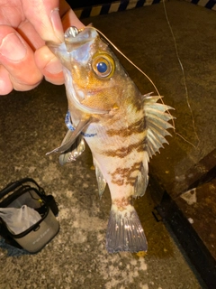 メバルの釣果