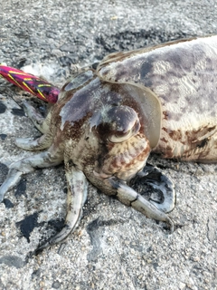 コウイカの釣果